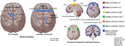 Shaping the Trans-Scale Properties of Schizophrenia via Cerebral Alterations on Magnetic Resonance Imaging and Single-Nucleotide Polymorphisms of Coding and Non-Coding Regions